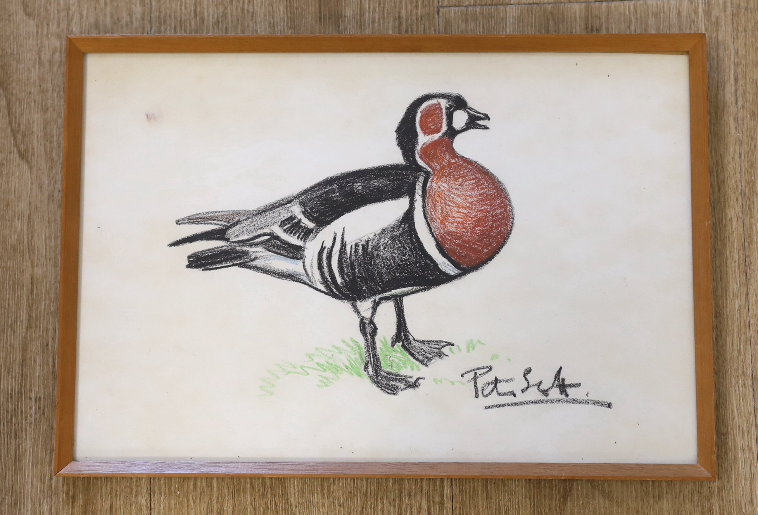 Sir Peter Markham Scott (1909-1989) pastel, Study of a Red Breasted Goose, signed, provenance details verso 37 x 24cm
